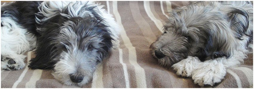 sprzedaż polskich owczarków nizinnych